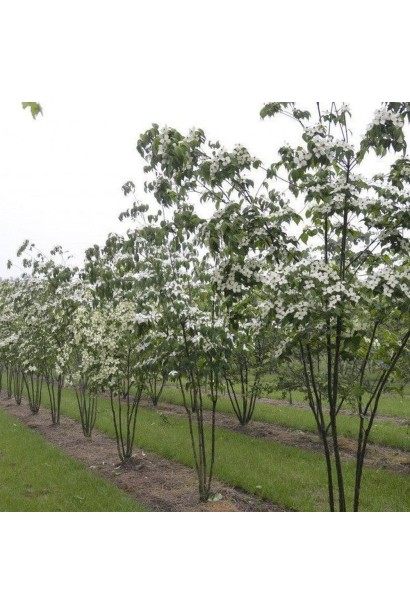 Дерен Коуса Chinensis 